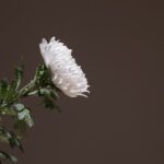 Chrysanthemum White Chrysanthemum  - HeungSoon / Pixabay