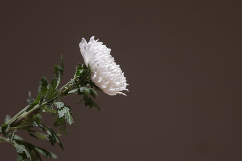 Chrysanthemum White Chrysanthemum  - HeungSoon / Pixabay