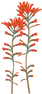 供花4